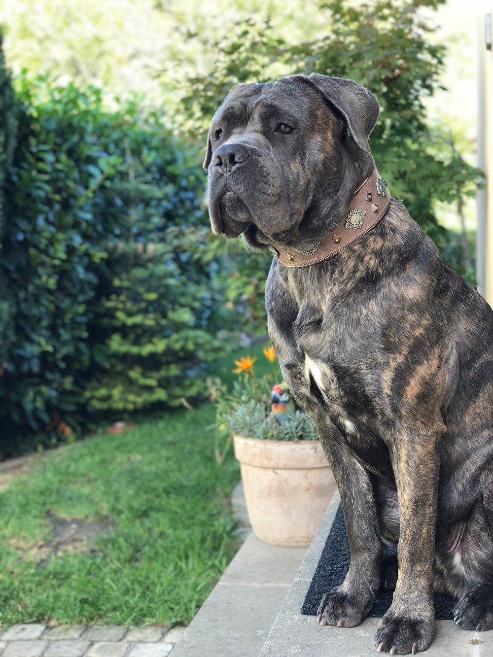 Coleira Asteca Premium para Cães – Conforto e Estilo Cinza Étnico