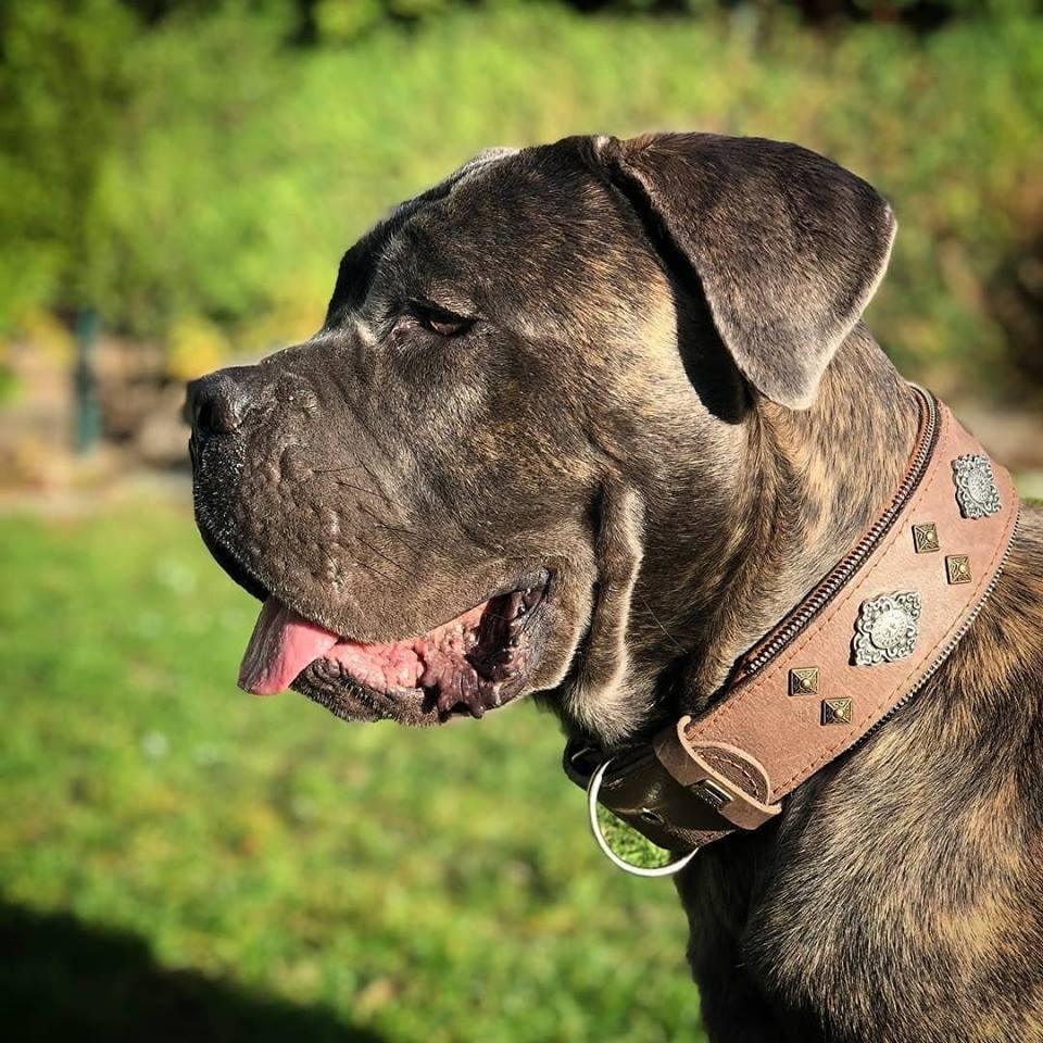 Coleira Asteca Premium para Cães – Conforto e Estilo Cinza Étnico